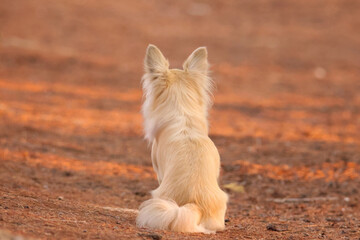 Fototapeta premium A fluffy dog's back turned to the camera