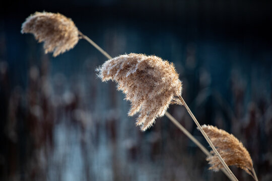 Invasive Species Phragmites in a Park in front of an Out of Focus Field Background