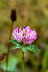 Red clover flower (Trifolium pratense) in meadow, macro close-up with soft bokeh