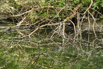 fallen tree on the river, Cybina Valley nature conservation area