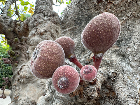Sycamore fig with fruits (lat.- Ficus sycomorus)