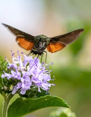 Hummingbird moth on a purple flower