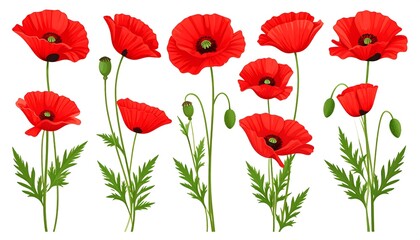 Obraz premium Red poppies in various stages of bloom against a white background