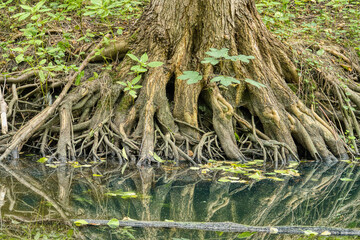 roots of a large tree on the river bank exposed by flowing water, Cybina Valley Nature Reserve
