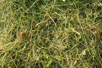 Close-up of green and dry grass mixed with leaves and small plants, showing a natural, sunlit ground cover in a wild or rural outdoor setting.