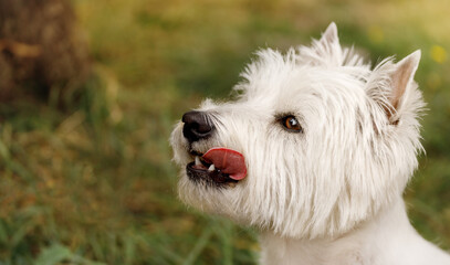 Close-up side view of a West Highland White Terrier dog with white fur, licking its nose with tongue, sitting outdoors on grass.