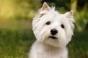 Portrait of a West Highland White Terrier dog with white fur, sitting outdoors on green grass, looking alert and curious.