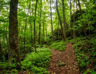 Fototapeta premium Lush Forest Trail Through Trees