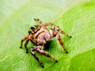 cute jumping spider on leaf