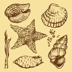 Seven underwater objects. Shells, seaweed, starfish. Sketch, doodle, engraving imitation. Vector set