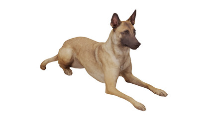 Obraz premium Belgian Malinois in a detailed 3D rendering showcasing its grace