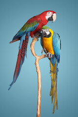 Two parrots on a blue back