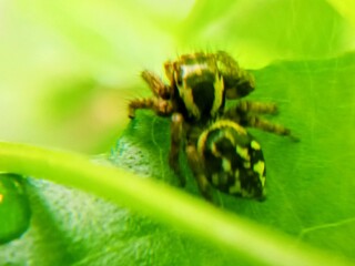 Fototapeta premium cute jumping spider on leaf