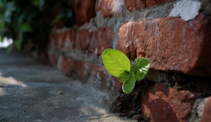 Resilient sprout in old brick wall