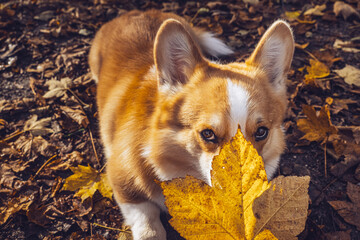 Corgi curiously examines a large leaf during an autumn walk in the park