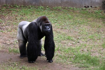 四つん這いのオスのゴリラ