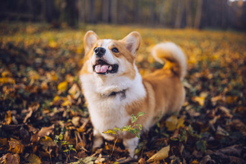 A playful corgi enjoying a sunny autumn day among fallen leaves in the park
