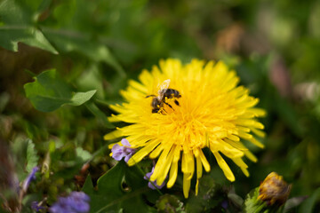 kwiaty, rośliny, przyroda, łąka, zieleń © Estera