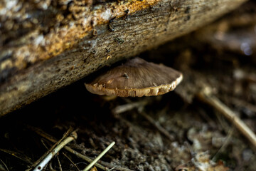 jesień, grzyby, las, zieleń, przyroda, liście © Estera