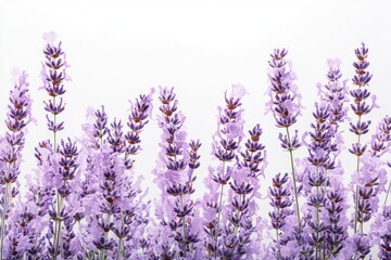 Obraz premium Delicate purple lavender flowers in full bloom, isolated against a transparent background