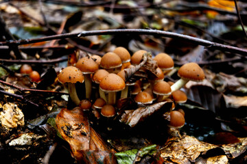 jesień, grzyby, las, zieleń, przyroda, liście © Estera