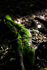 jesień, las, mech, zieleń, ściółka,liście, roślina