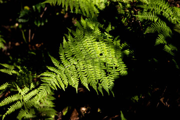 las,zieleń,paproć, jesień, rośliny, przyroda,liście © Estera