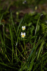 kwiaty, rośliny, przyroda, łąka, zieleń © Estera