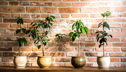 Potted plants in front of a brick wall