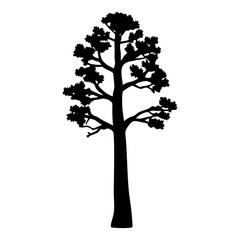 Silhouette of a tall tree with a thick trunk and dense canopy