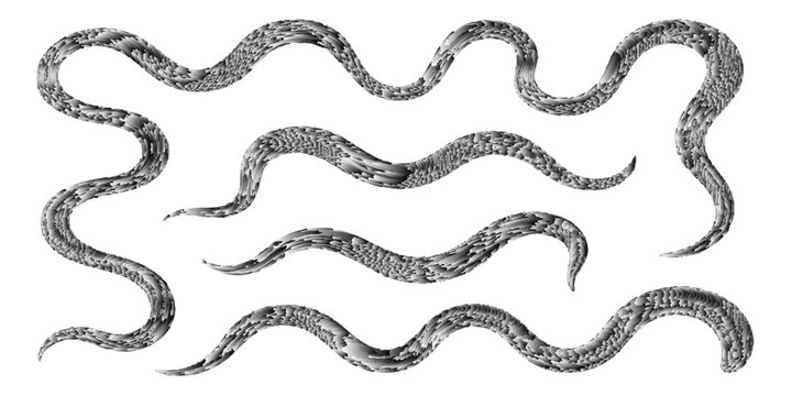 Black close-up vector illustration of a snake design, a reptile symbol
