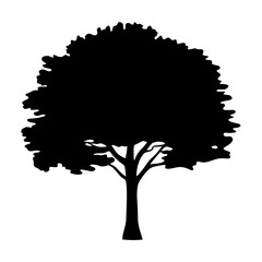 Isolated tree silhouette with a full canopy and strong central trunk