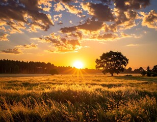 Obraz premium Golden sunset over a field (1)