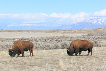 Bison on Antelope Island, Utah, in winter	