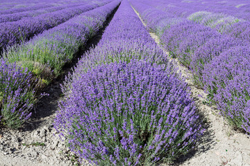 Obraz premium Endless rows of blooming lavender fields in Provence, France, under the summer sun. A fragrant and colorful landscape symbolizing beauty, nature, and the charm of the French countryside.