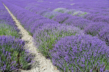 Endless rows of blooming lavender fields in Provence, France, under the summer sun. A fragrant and...