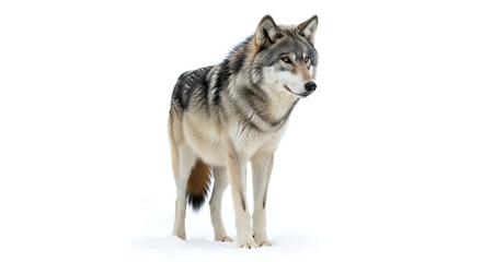 Obraz premium alaskan malamute dog isolated