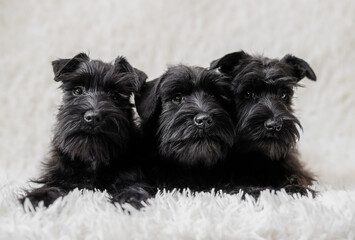 Three tiny black miniature schnauzer puppies sitting curiously on a white cozy blanket.