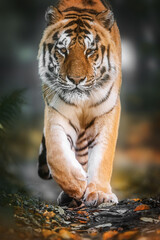 Powerful tiger on safari staring into the camera, showcasing wild nature s majesty