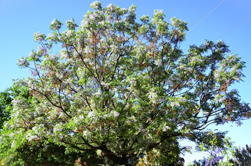 Tree full of Cinamomo (Melia azedarach) flowers and fruits on a sunny afternoon