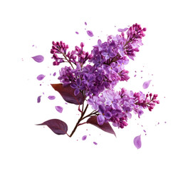 Lilac blossoms floating in air nature floral PNG, isolated on transparent background