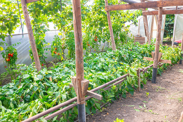 Greenhouse vegetable garden with trellis, lush vines and bright red fruits for fresh home growing