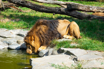 Majestic lion drinking water among rocks and green grass