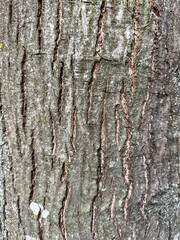 Tree bark texture with vertical cracks