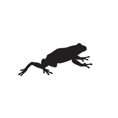 gecko on white background
