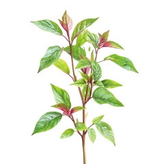 Thai basil leave are swaying softly with the breeze, Thai basil leaves gently swaying in the breeze, showcasing their vibrant green color and delicate texture, isolated on transparent background