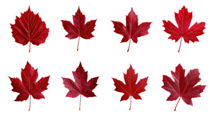 Vibrant Collection of Red Maple Leaves in Autumn Tones. PNG Transparent Background