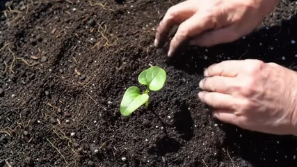 Tender Care: Elderly Gardener's Hands Gently Planting a Young Green Sprout in Rich Soil