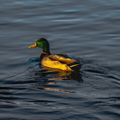 Male Mallard Duck Swimming at Sunset