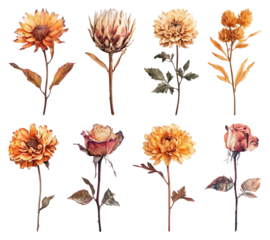 PNG Vintage floral illustration collection, element set on transparent background